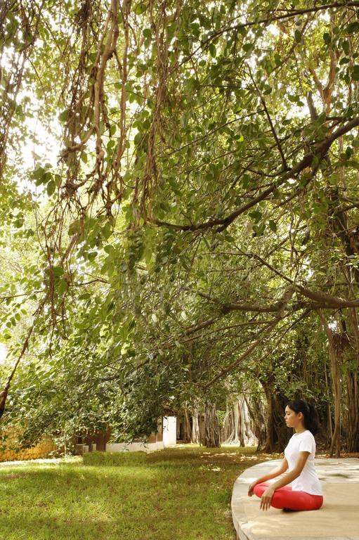 Heritage Madurai Ngoại thất bức ảnh The canopy of a tropical rainforest
