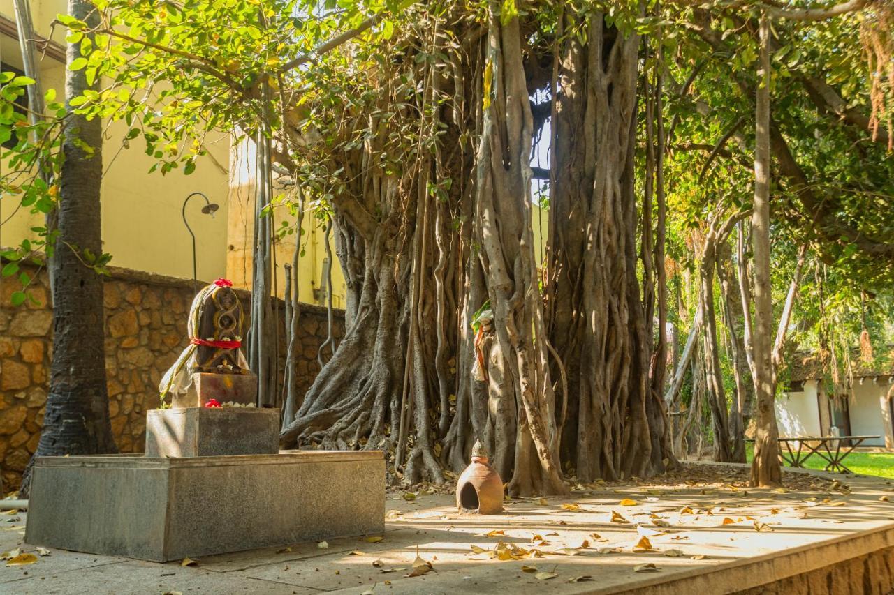 Heritage Madurai Ngoại thất bức ảnh The Banyan Tree at the University of Madras